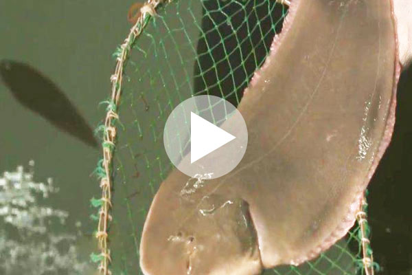 半滑舌鰨循環水養殖視頻